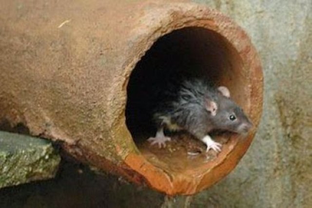 Doença do Rato Confirmados dois casos de Leptospirose em Rolim Municípios Gente de Opinião