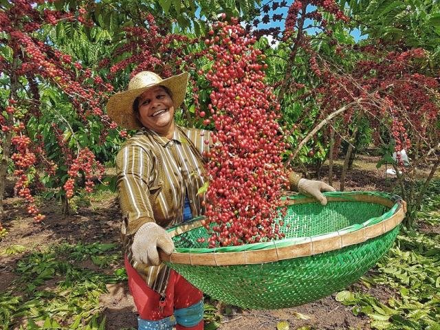 Dona Lena, mulher do café em Rondônia. Uma vida dedicada ao café! - Foto: Renata Silva - Gente de Opinião