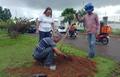 Secretaria de Meio Ambiente arboriza avenidas em Vilhena com mudas de ipê e oiti