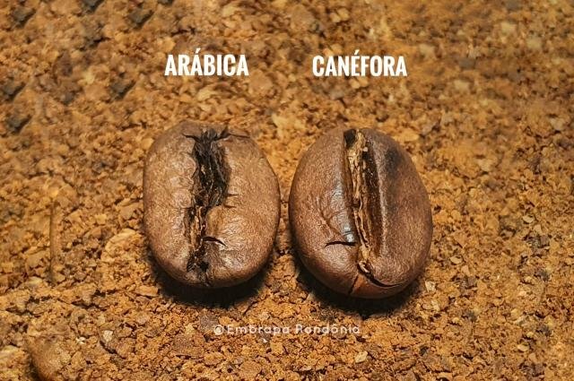 Arabica_canefora_foto_Enrique Alves_Embrapa - Gente de Opinião