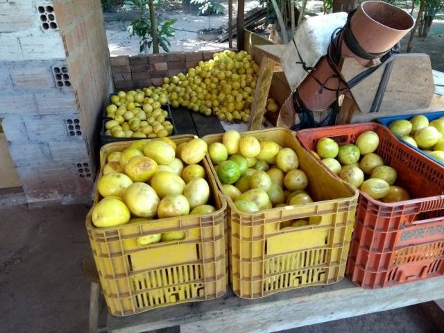 Município de Castanheiras se destaca na produção de maracujá - Gente de Opinião