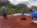 Produtores de Café de Rolim de Moura vão participar de concurso estadual de qualidade do café