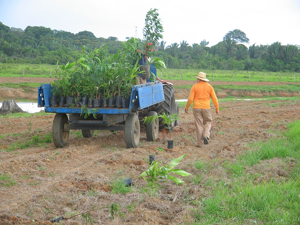 Distribuição de mudas para plantio em área de recomposição florestal - Foto: Henrique Cipriani - Gente de Opinião