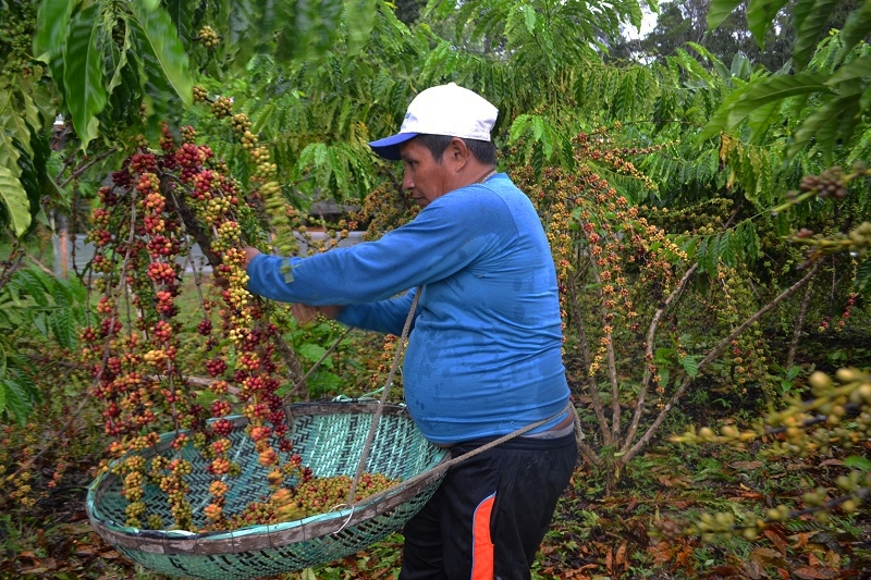 Secretaria de Agricultura realiza entrega de mudas clonais de café conillon  da para implantação de