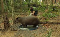 Animais silvestres apreendidos são acolhidos, tratados e depois devolvidos à natureza