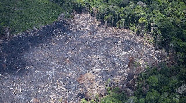 Lenha na Fogueira e o Dia da Amazônia - Gente de Opinião