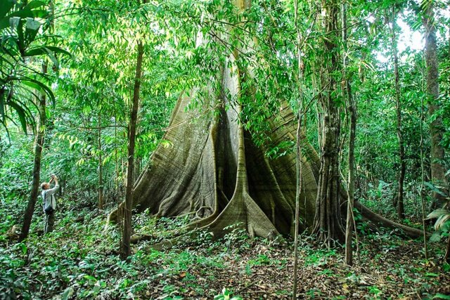 Lenha na Fogueira e o Dia da Amazônia - Gente de Opinião