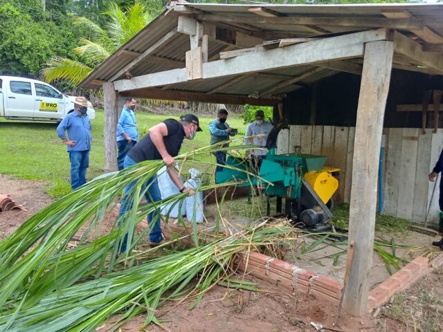 Plantação experimental de mudas de capiaçu, para utilização na alimentação do gado na época da seca e melhoramento da produção de leite - Gente de Opinião