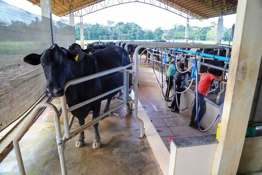 Sebrae oferece facilidades para produtores rurais aplicarem a tecnologia de Fertlização in Vitro em seus rebanhos  - Gente de Opinião