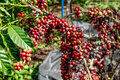 No Dia Nacional do Café, qualidade da espécie coffea canephora de Rondônia é destaque