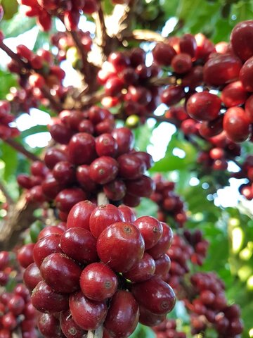 Cafés Matas de Rondônia recebem selo de Indicação geográfica - Gente de Opinião