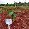 Embrapa apoia pesquisa para validação de café canéfora para o cerrado mato-grossense