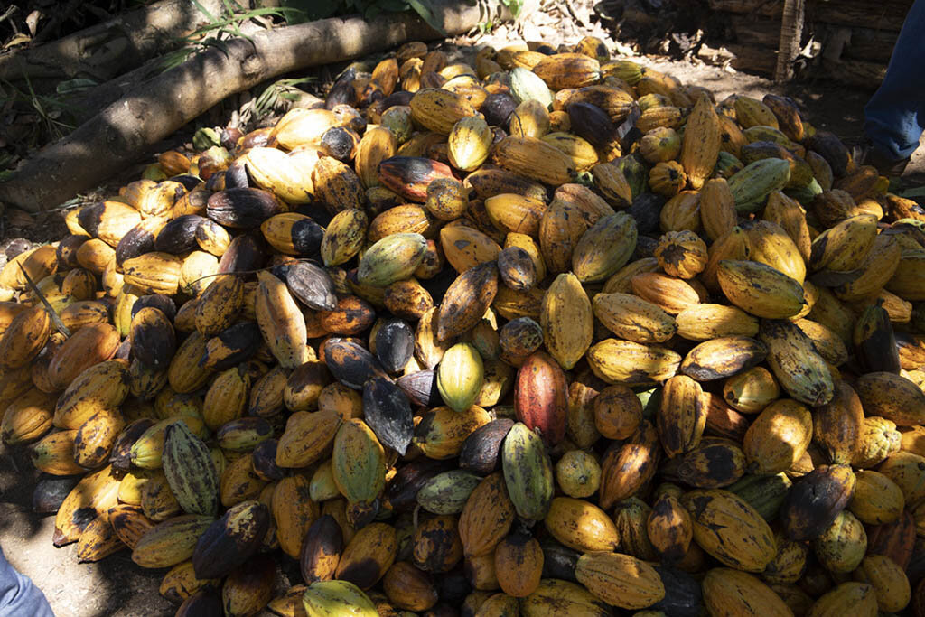 O cacau é uma espécie agrícola nativa da Floresta Amazônica e se adapta bem no plantios em Sistemas Agroflorestais.  - Gente de Opinião