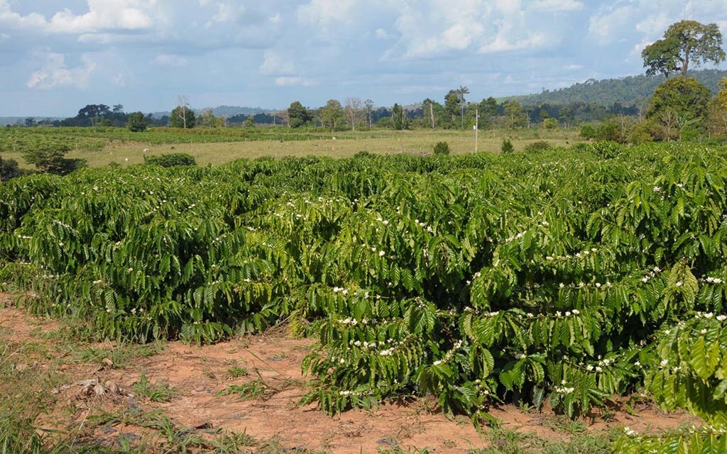 Cafés produzidos na região das Matas de Rondônia receberam o selo de indicação geográfica - Gente de Opinião