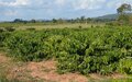 Sustentabilidade na condução da lavoura do café coloca Rondônia entre os maiores produtores do país