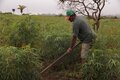 Cultivada por mais de 20 mil agricultores, mandioca alcança safra de 521,2 mil toneladas em Rondônia