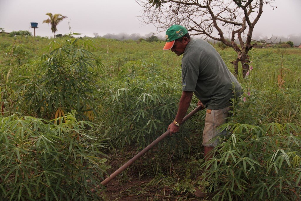 Ao menos 22 mil agricultores cultivam macaxeira em Rondônia e aplicam as técnicas orientadas pela Emater - Gente de Opinião