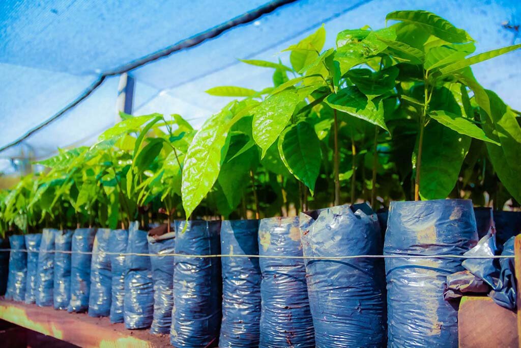 Mudas, transformadas em clones vão contribuir para diversificação de produtos das comunidades indígenas Gakapi e Nabekolabalakiba (Foto: Daiane Mendonça) - Gente de Opinião