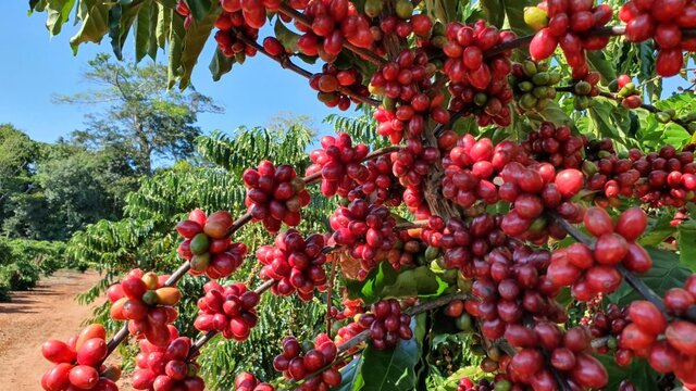 Dentre as commodities agrícolas que mais se desenvolveram recentemente, o café rondoniense tem se despontado - Gente de Opinião