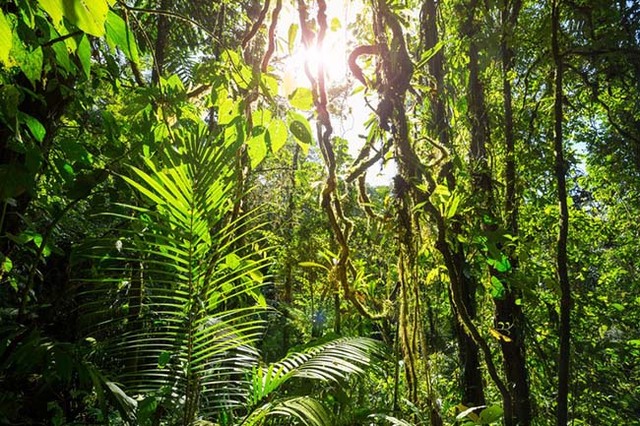 Inventário Florestal de Rondônia será lançado na Agrolab Amazônia - Gente de Opinião