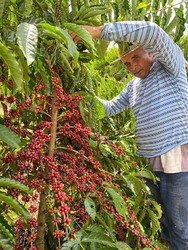 Cooperação entre Sebrae e Emater leva mais conhecimento, inovação e tecnologia para a agricultura familiar - Gente de Opinião