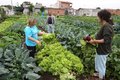 Cacoal: vereador reencaminha Projeto de Horta Comunitária ao Executivo Municipal