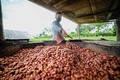 Cacau de Rondônia de volta ao topo também com apoio do Sebrae