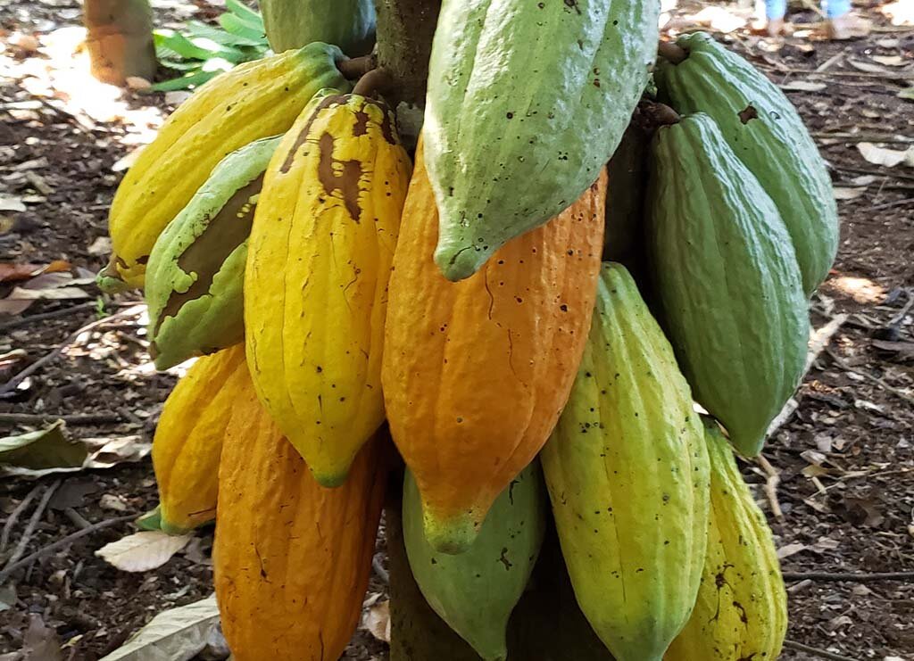 Desenvolvimento estratégico da cacauicultura de Rondônia será tema de reunião promovida pelo Sebrae RO - Gente de Opinião