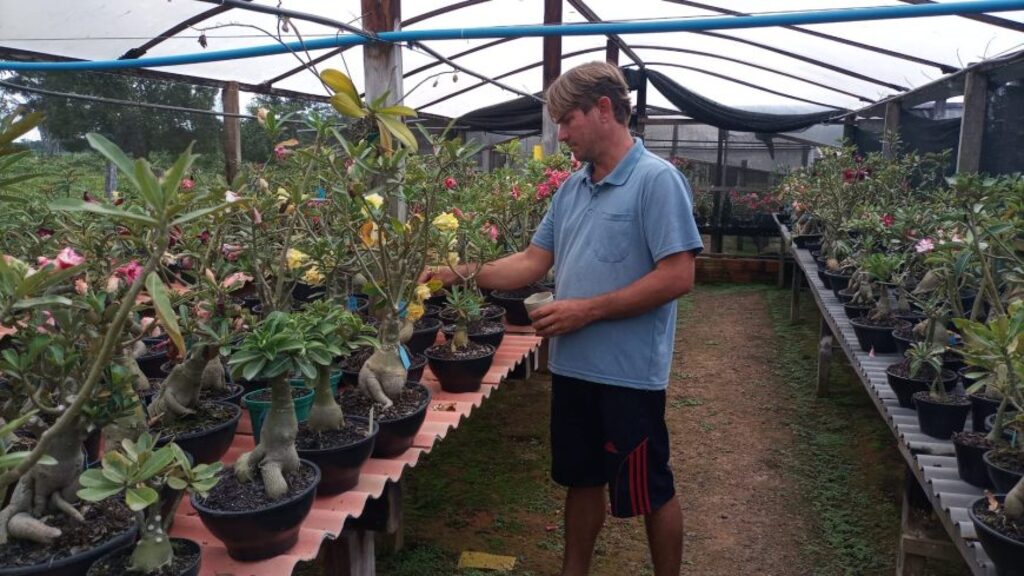 Agricultor de São Miguel do Guaporé, Enivaldo Pedro, usou o crédito do Proampe para investir no viveiro de rosas do deserto - Gente de Opinião