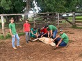 Produtores de Rolim de Moura recebem curso de auxiliar de veterinária e vacinador de bovinos