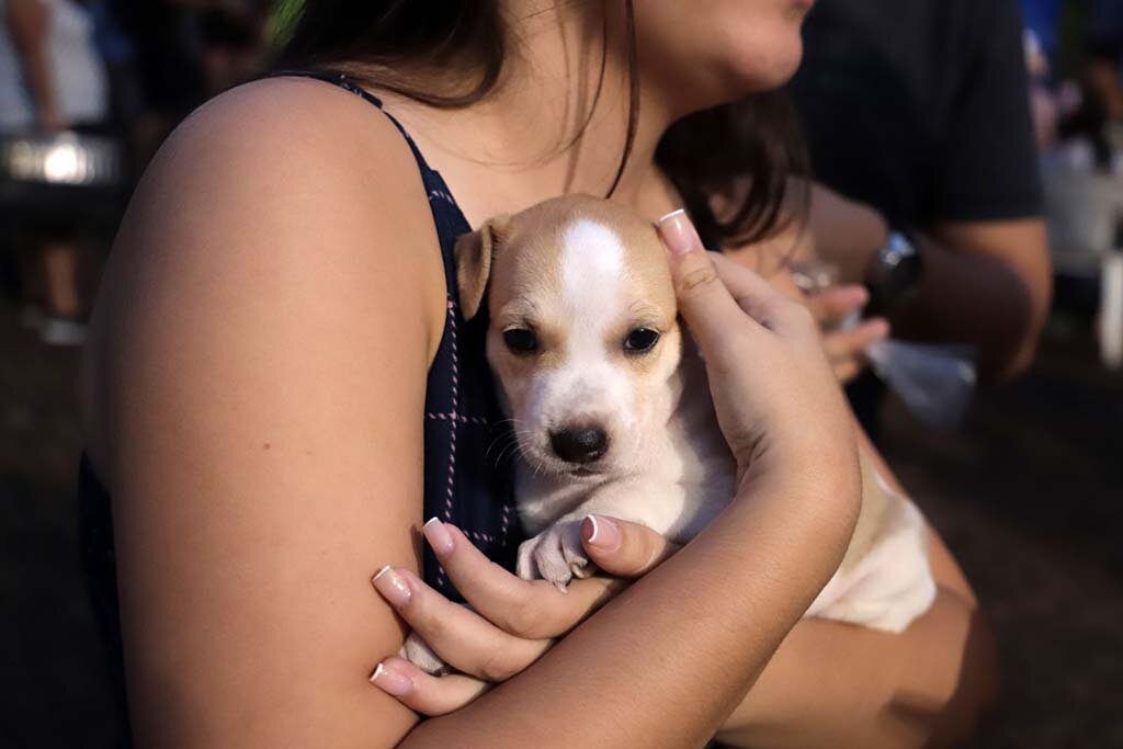 Mais de 90 animais ganham lar durante a segunda feira de adoção de cães e gatos de Porto Velho - Gente de Opinião