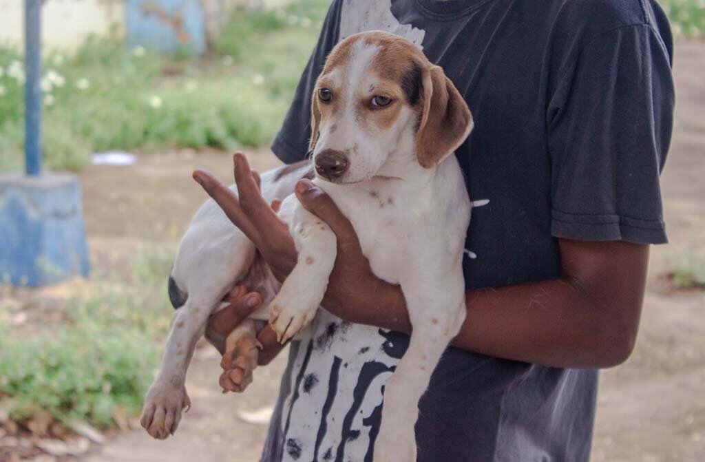 Cerca de 200 animais já foram castrados gratuitamente pela Prefeitura em Porto Velho - Gente de Opinião