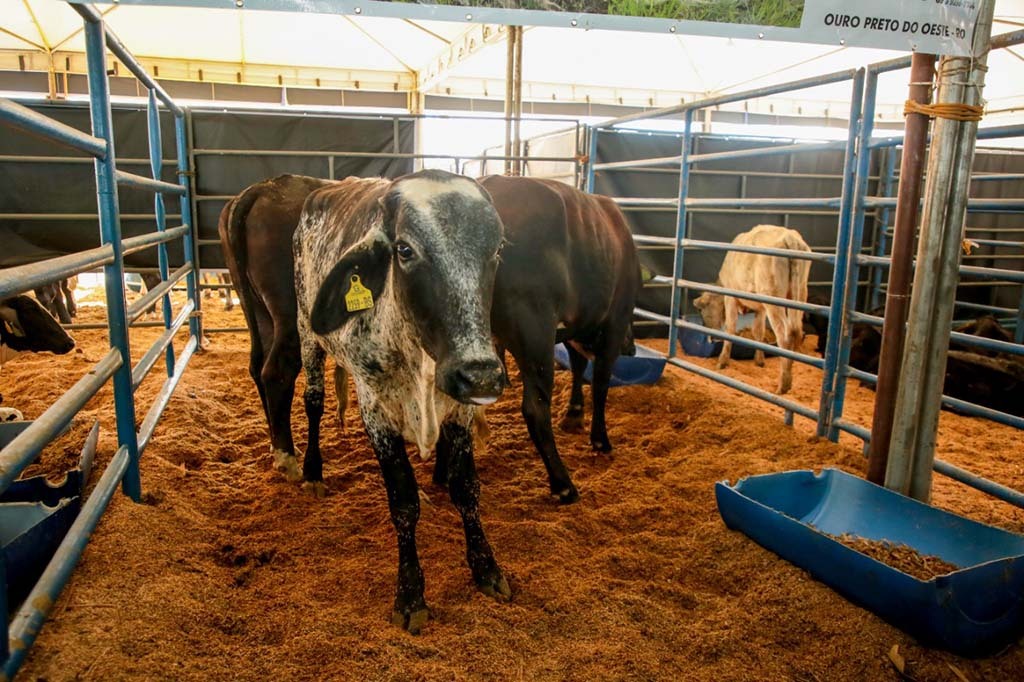 Governador coronel Marcos Rocha lança o 1° ConQueijo e a 3ª Rondoleite na Rural Show - Gente de Opinião