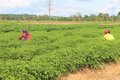 Programa Municipal de Aquisição de Alimentos da Agricultura Familiar é instituído em Ariquemes