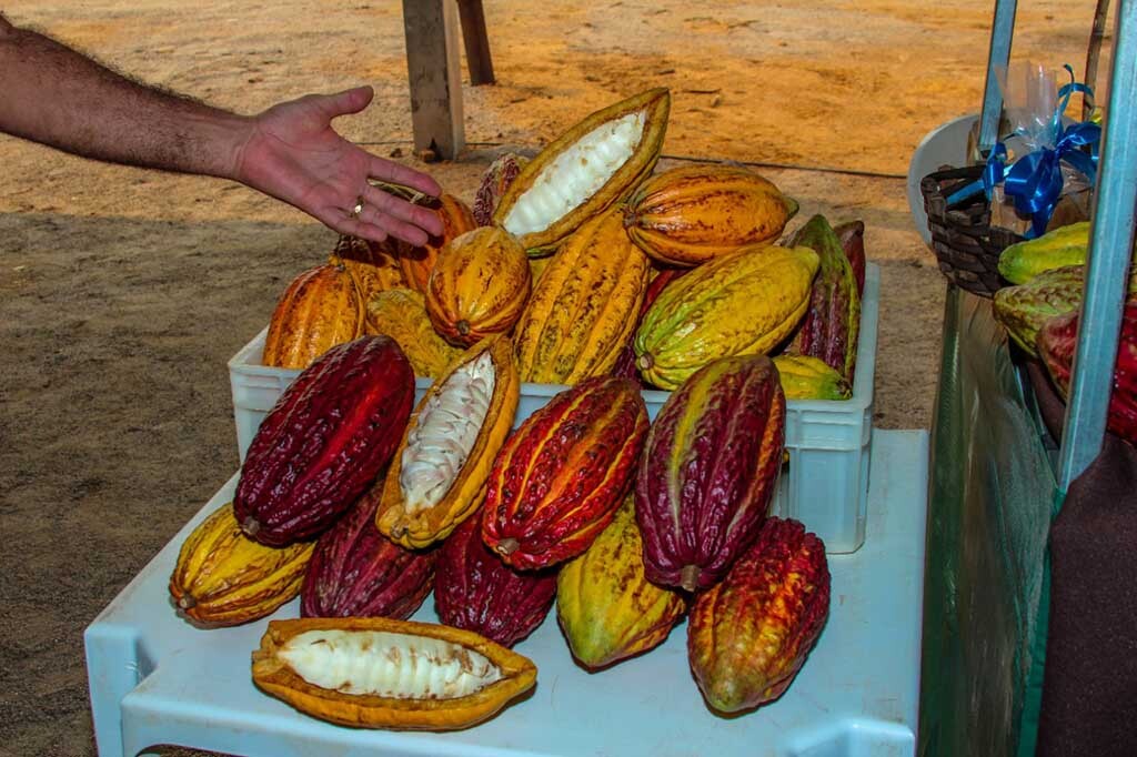 Produtora rural de Ouro Preto do Oeste é ganhadora do 2° Concacau, em Rondônia - Gente de Opinião