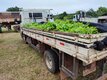 Programa “Plante Mais” atende município de Guajará-Mirim com mais de 75 mil mudas de cacau e café