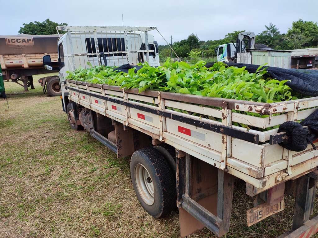 Programa “Plante Mais” atende município de Guajará-Mirim com mais de 75 mil mudas de cacau e café - Gente de Opinião