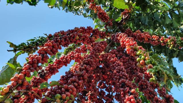 São Miguel do Guaporé foi o terceiro maior produtor de café do Brasil em 2021 - Gente de Opinião