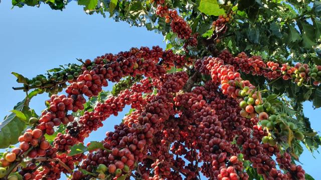 Novo preço mínimo para a saca de café conilon robusta de Rondônia durante a  safra de 2021/22 é estabelecido