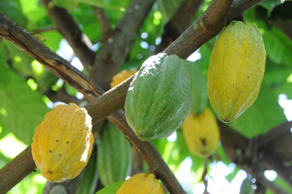 Cacauicultura retoma o prestígio em Rondônia e fortalece a agricultura familiar na gestão do coronel Marcos Rocha - Gente de Opinião