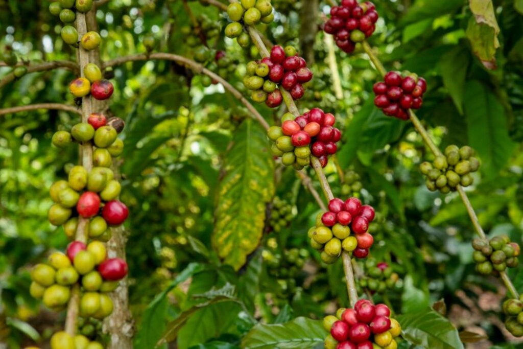 Amostras de café canéfora finalistas no Coffee Of The Year são de Rondônia; concurso elegerá melhores cafés do Brasil - Gente de Opinião