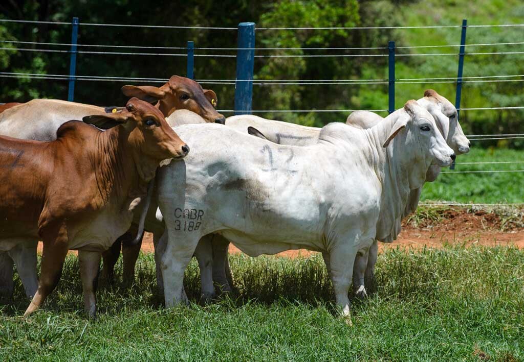 Casa Branca é bicampeã nas fêmeas participantes da 2ª Prova de Eficiência e Performance Brahman Boi Com Bula - Gente de Opinião