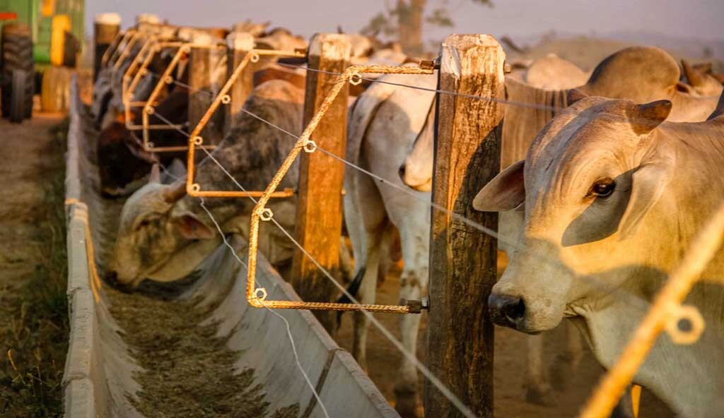 Governador Marcos Rocha se reúne com ministro da Agricultura e discute demandas para investimentos na produção do Estado de Rondônia  - Gente de Opinião