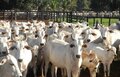 Os donos do gado (e de muito mais) em Rondônia e no País