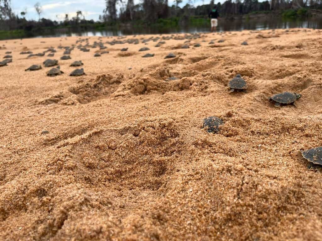 Aproximadamente 1000 filhotes de quelônios foram soltos nas baías do rio Guaporé, no Parque Estadual de Corumbiara - Gente de Opinião