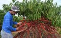 Qualidade do Concafé reforça a produção em Rondônia e experiência é destacada pelo Acre