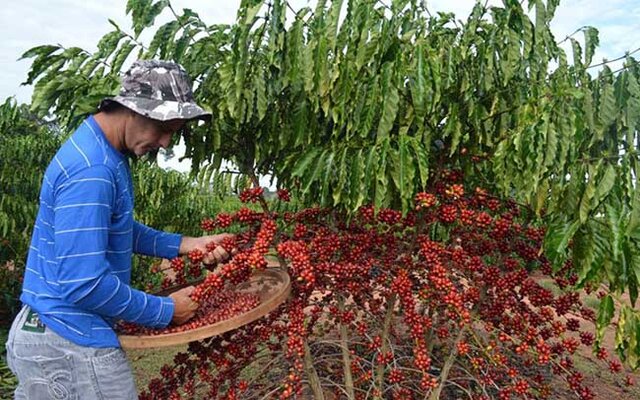 Investimentos na produção cafeeira nos últimos anos têm elevado o Estado como um dos grandes produtores de café do País - Gente de Opinião