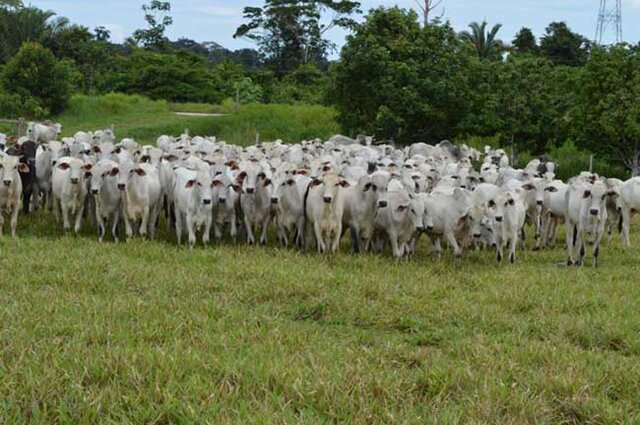 Destaque para o crescimento da pecuária rondoniense que tem o maior rebanho bovino dentro das áreas brasileiras - Gente de Opinião