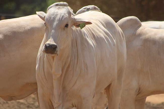 Com novo comando, Assocon contabilizou muitas iniciativas em prol dos pecuaristas, em 2022 - Gente de Opinião