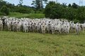 Potencial produtivo e sanitário da agropecuária rondoniense é destacado na 35ª edição da Show Rural Coopavel, no Paraná